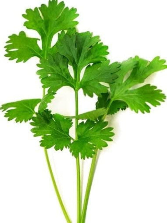 Coriander Seeds - ধনিয়া বীজ