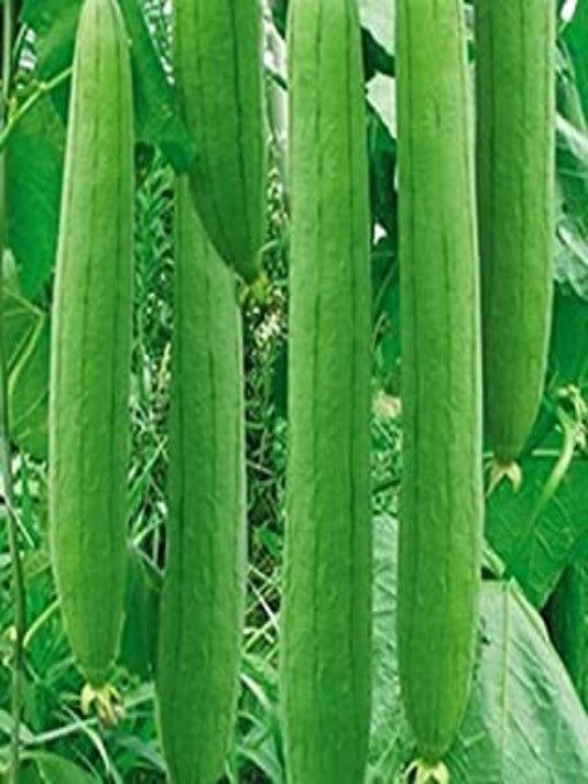 Sponge Gourd Seeds (Luffa) - ঝিঙ্গা বীজ