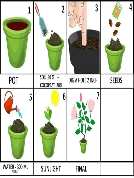 Snake Gourd Seeds (Chichinga) – বাংলাদেশী চিচিঙ্গা বীজ