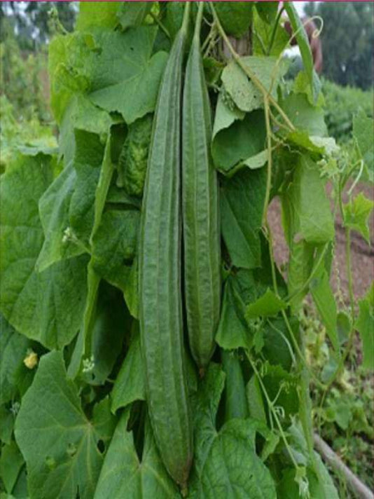 Ridge Gourd Seeds (Jhinga / Turai) – বাংলাদেশী ঝিঙা বীজ