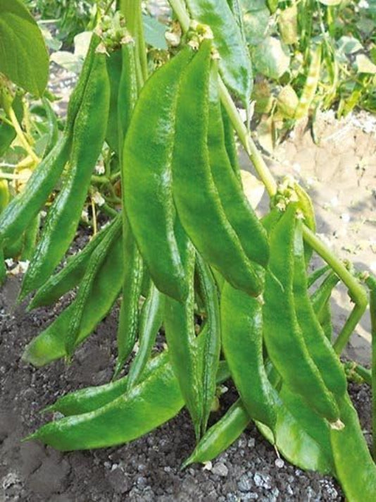 Sheem Seeds (Hyacinth Bean) -  শিম বীজ