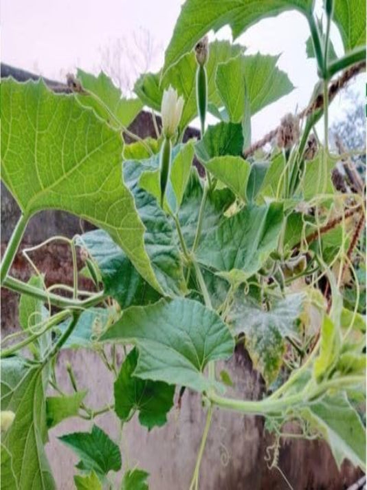 Lau Gourd Seeds – লাউ বীজ