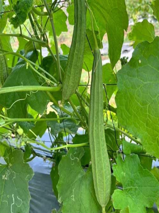 Bangladeshi Ridge Gourd Seeds (Jhinga / Turai) – বাংলাদেশী ঝিঙা বীজ