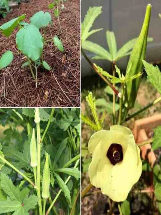 Bhindi (Okra) Seeds ঢেঁড়স / ভেন্ডি বীজ