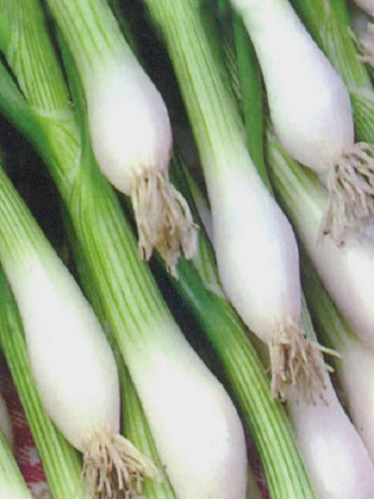 Spring Onion Seeds  - পেঁয়াজ পাতা বীজ