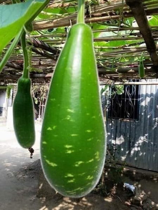 Lau Gourd Seeds – লাউ বীজ