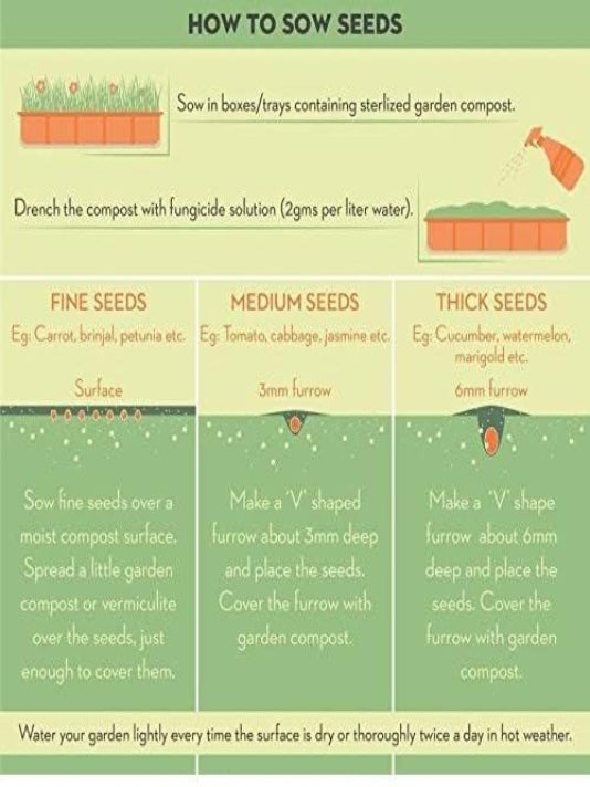 Bangladeshi Papaya Seeds – বাংলাদেশী পেঁপে বীজ