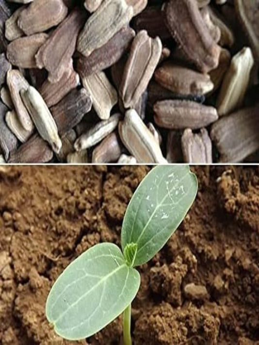 Lau Gourd Seeds – লাউ বীজ