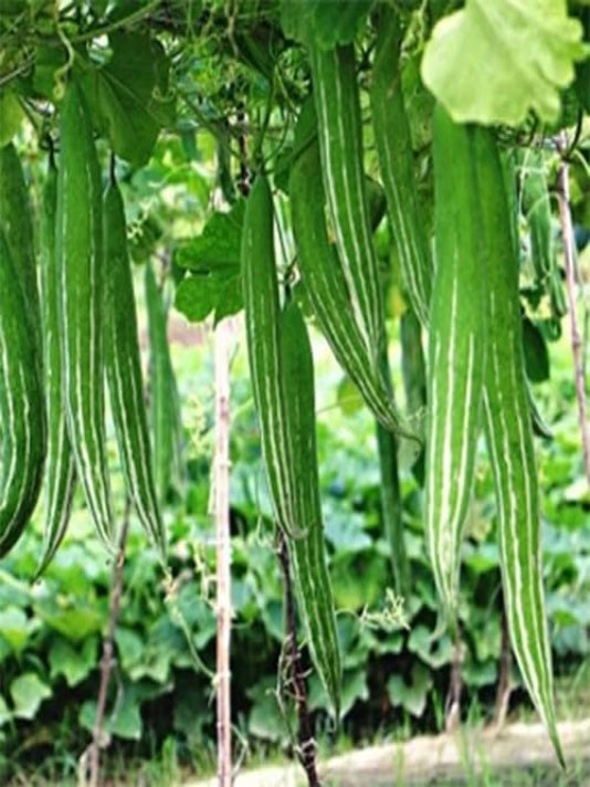 Snake Gourd Seeds (Chichinga) – বাংলাদেশী চিচিঙ্গা বীজ