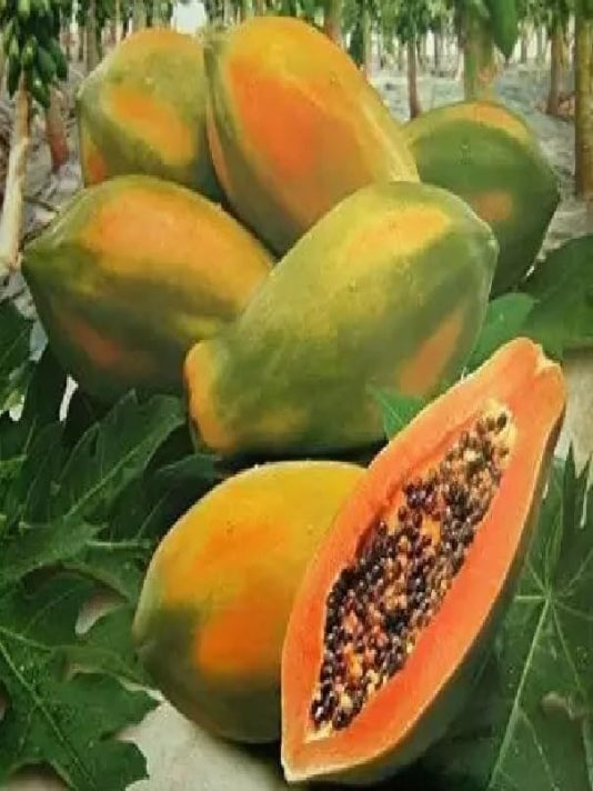 Bangladeshi Papaya Seeds – বাংলাদেশী পেঁপে বীজ