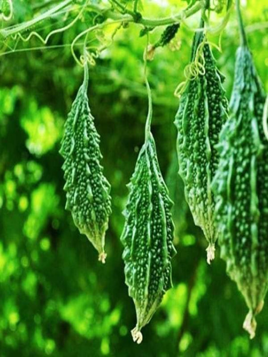 Bangladeshi Bitter Gourd Seeds (Korola) – বাংলাদেশী করলা বীজ