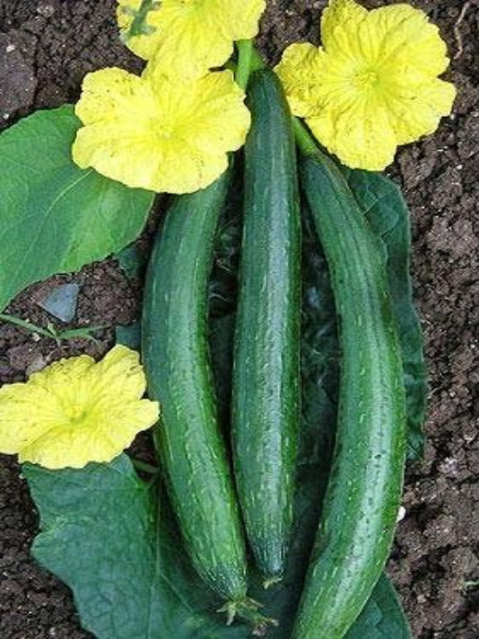 Sponge Gourd Seeds (Luffa) - ঝিঙ্গা বীজ