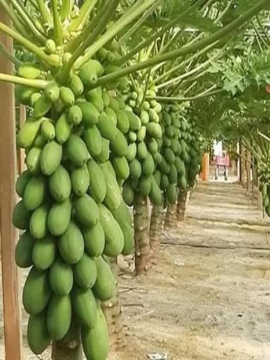 Bangladeshi Papaya Seeds – বাংলাদেশী পেঁপে বীজ