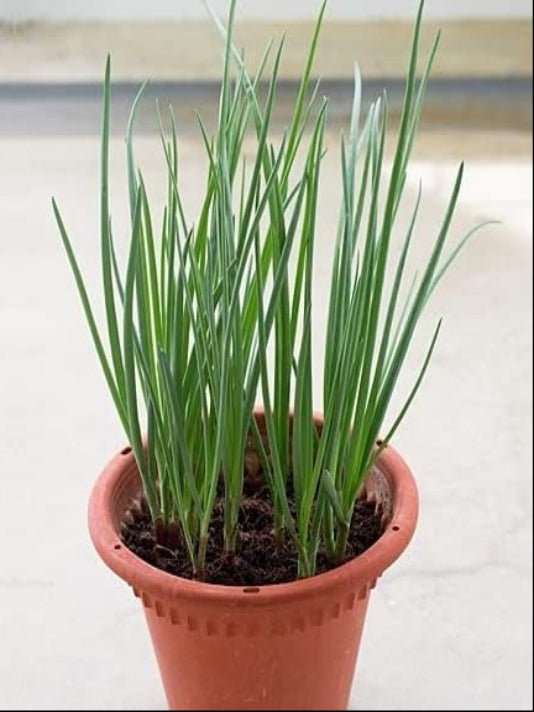 Spring Onion Seeds  - পেঁয়াজ পাতা বীজ