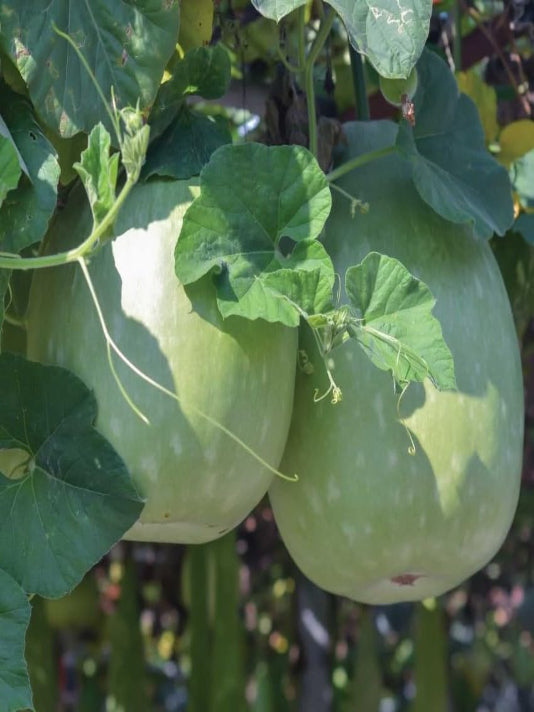 Chal Kumra Seeds (Ash Gourd / Winter Melon) - চাল কুমড়ার বীজ