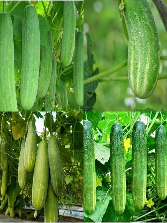 Cucumber Seeds - শসা বীজ