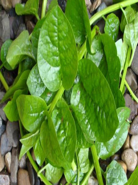 Malabar Spinach Seeds (Pui Shak) – পুঁই শাক বীজ