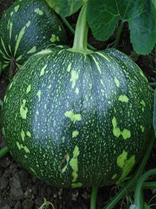 Pumpkin Seeds -  কুমড়ার বীজ