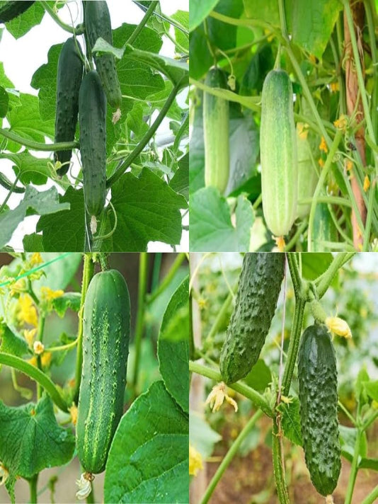 Cucumber Seeds - শসা বীজ