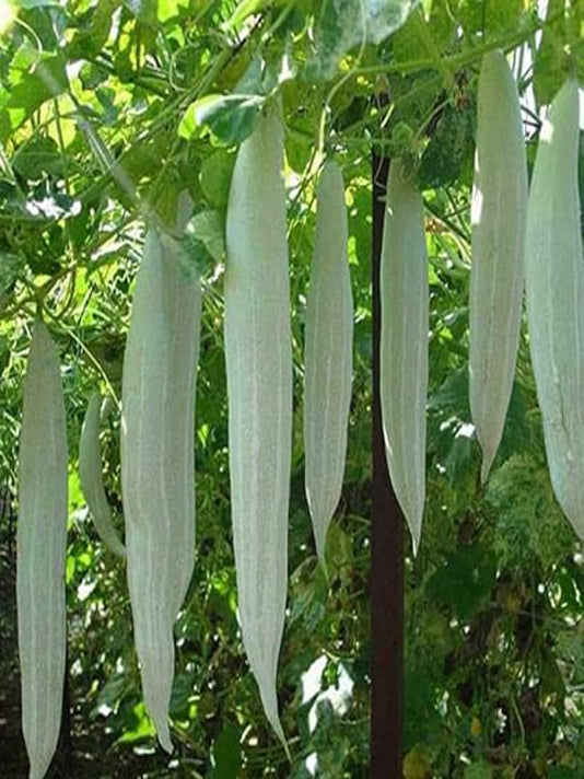 Snake Gourd Seeds (Chichinga) – বাংলাদেশী চিচিঙ্গা বীজ