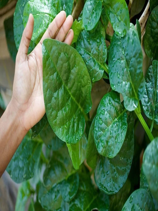 Malabar Spinach Seeds (Pui Shak) – পুঁই শাক বীজ