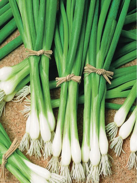 Spring Onion Seeds  - পেঁয়াজ পাতা বীজ
