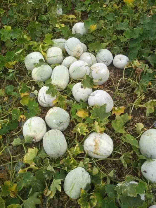 Chal Kumra Seeds (Ash Gourd / Winter Melon) - চাল কুমড়ার বীজ