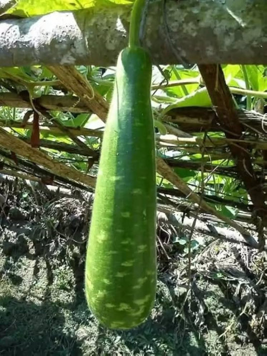 Lau Gourd Seeds – লাউ বীজ