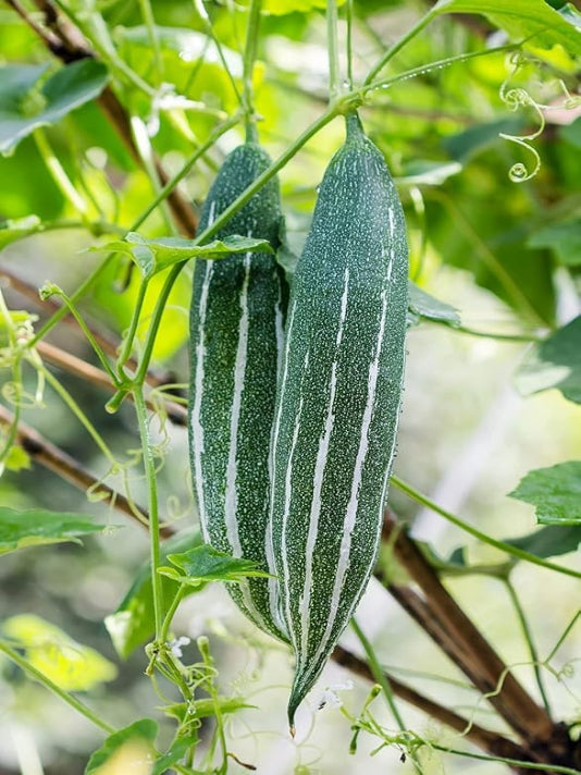 Snake Gourd Seeds (Chichinga) – বাংলাদেশী চিচিঙ্গা বীজ