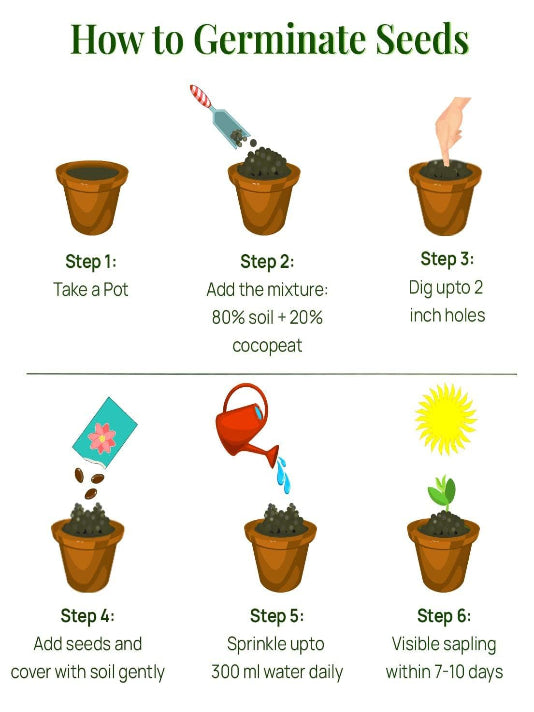 Sponge Gourd Seeds (Luffa) - ঝিঙ্গা বীজ