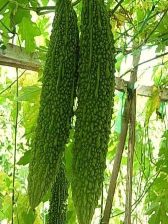 Bitter Gourd Seeds (Korola) – বাংলাদেশী করলা বীজ