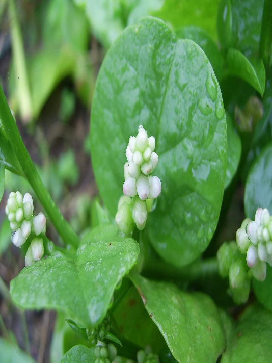 Malabar Spinach Seeds (Pui Shak) – পুঁই শাক বীজ