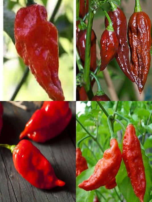 Naga Chilli Seeds - নাগা মরিচ বীজ