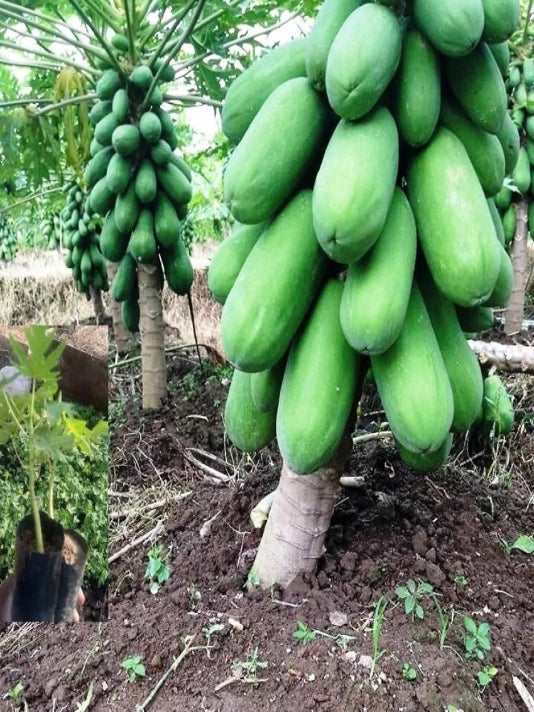 Bangladeshi Papaya Seeds – বাংলাদেশী পেঁপে বীজ