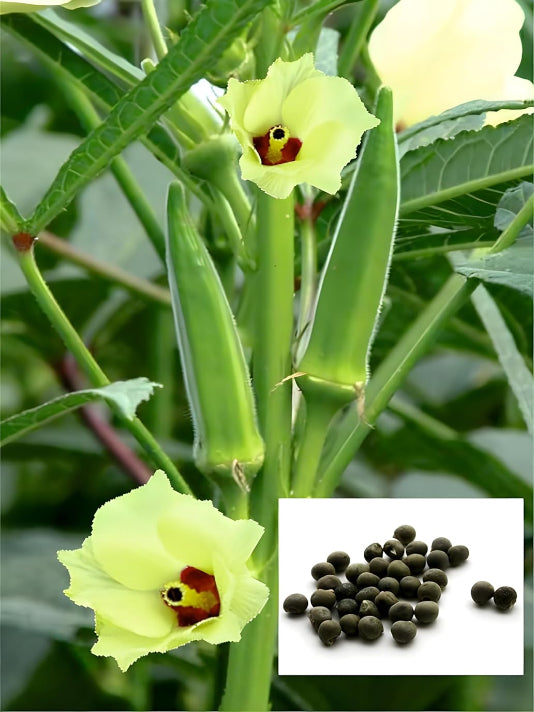 Bhindi (Okra) Seeds ঢেঁড়স / ভেন্ডি বীজ