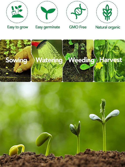 Naga Chilli Seeds - নাগা মরিচ বীজ