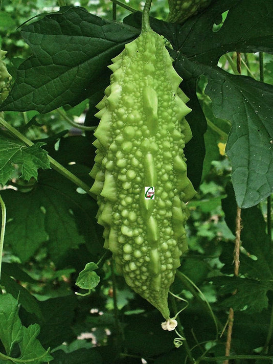 Bangladeshi Bitter Gourd Seeds (Korola) – বাংলাদেশী করলা বীজ