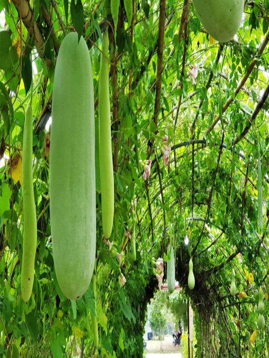 Chal Kumra Seeds (Ash Gourd / Winter Melon) - চাল কুমড়ার বীজ