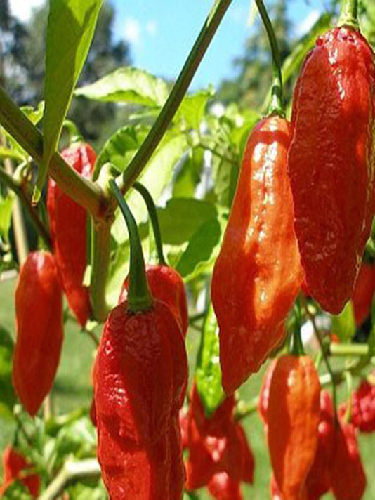 Naga Chilli Seeds - নাগা মরিচ বীজ
