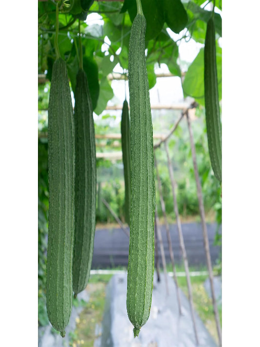 Bangladeshi Ridge Gourd Seeds (Jhinga / Turai) – বাংলাদেশী ঝিঙা বীজ