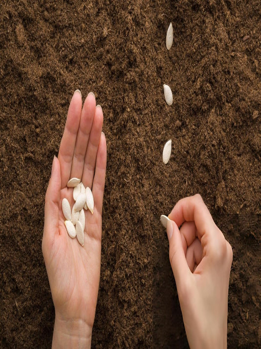 Pumpkin Seeds -  কুমড়ার বীজ
