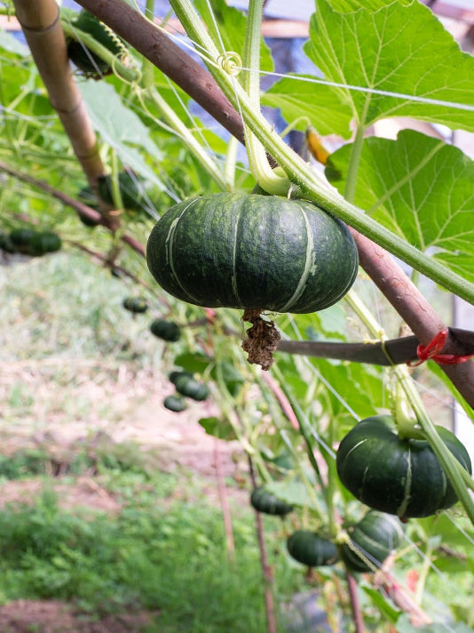 Pumpkin Seeds -  কুমড়ার বীজ