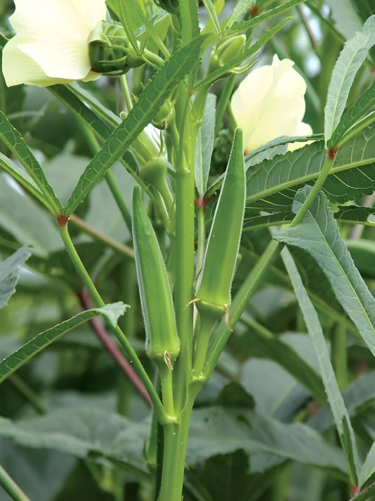 Bhindi (Okra) Seeds ঢেঁড়স / ভেন্ডি বীজ