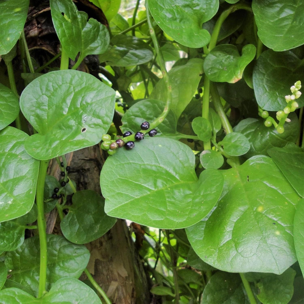 Malabar Spinach Seeds (Pui Shak) – পুঁই শাক বীজ