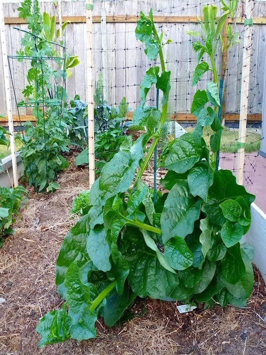 Malabar Spinach Seeds (Pui Shak) – পুঁই শাক বীজ