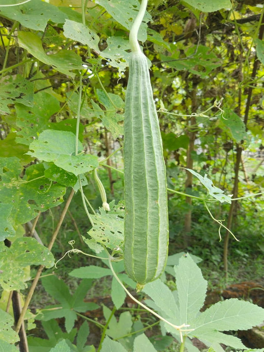 Ridge Gourd Seeds (Jhinga / Turai) – বাংলাদেশী ঝিঙা বীজ