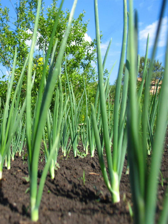 Spring Onion Seeds  - পেঁয়াজ পাতা বীজ