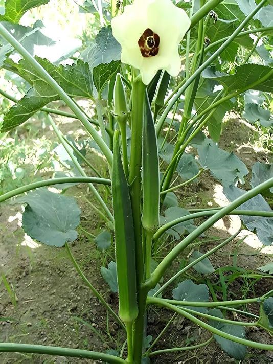 Bhindi (Okra) Seeds ঢেঁড়স / ভেন্ডি বীজ