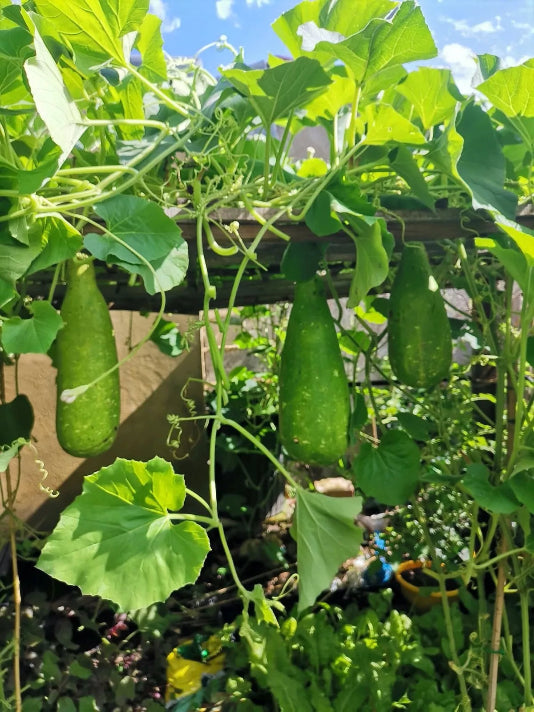 Lau Gourd Seeds – লাউ বীজ